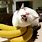 Banana Cat Funny
