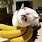 Banana Cat Images