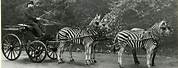 Baron Rothschild Zebras