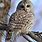 Barred Owl Beautiful