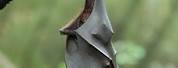 Bat Hanging Upside Down