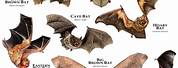 Bat Types Poster