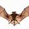 Bat with Wings Open