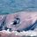 Beaked Whale Species