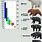 Bear Comparison Chart
