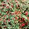 Bearberry Cotoneaster