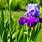 Beautiful Iris Flower