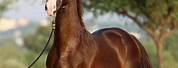 Beautiful Marwari Horse