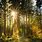 Beautiful Sun Rays Forest