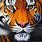 Beautiful Tiger Art