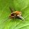 Bee Fly Images