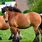 Belgian Horse Characteristics