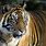 Bengal Tiger 4K