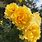 Best Yellow Climbing Roses