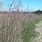 Big Bluestem Prairie Grass