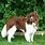 Big Brown and White Dog Breeds