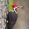 Big Red Headed Woodpecker