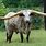 Biggest Longhorn Bull