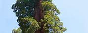 Biggest Redwood Tree
