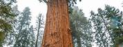 Biggest Tree in the World California