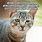 Bing Funny Cat Memes