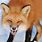 Bing Wallpaper Fox