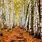 Birch Tree iPhone Wallpaper