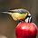 Bird Eating Apple