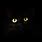 Black Cat in the Dark