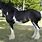 Black Clydesdale