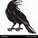 Black Crow Vector