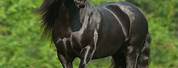 Black Gypsy Vanner Horses