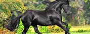 Black Horse Breeds