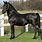 Black Lipizzan Horse