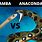 Black Mamba vs Anaconda