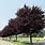 Black Plum Tree