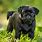 Black Pug Puppies