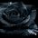 Black Rose Wallpaper PC