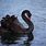 Black Swan Photography