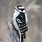 Black White Woodpecker