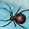 Black Widow Spider Texas