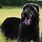 Black Wolfhound