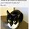 Black and White Cat Meme