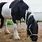 Black and White Gypsy Vanner