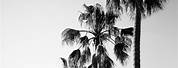 Black and White Palm Tree Aesthetic