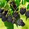 BlackBerry Fruit Tree