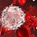 Blood Cancer Cells
