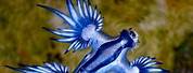 Blue Dragon Sea Creature