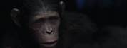 Blue Eyes Planet of the Apes