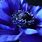 Blue Flowers 4K